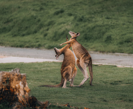 Macropus giganteus - Two Eastern Grey Kangaroos fighting with each other in Australia. Animal cruel duel in the green australian forest. Kickboxing ang boxing two fighters.の写真素材
