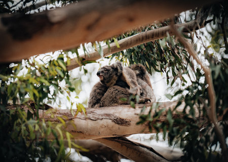 Female victorian koala with joey baby child on her back resting on the smooth bark of a big branch under the leaves of a eucalyptus tree in the Hordern Vale area next to the Great Ocean Road. Victoria-Australia.の写真素材