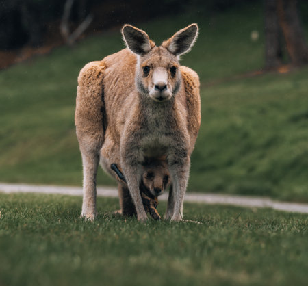 Australian western grey kangaroo with baby joey in pouch, new south wales, australiaの写真素材