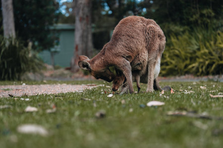 Australian western grey kangaroo with baby joey in pouch, new south wales, australiaの写真素材