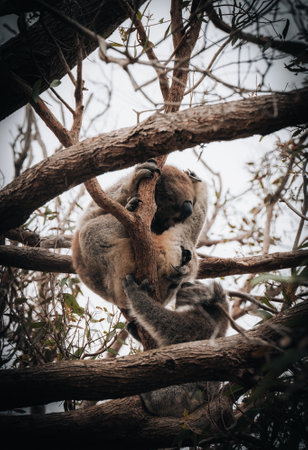 Koala in the wild with gum tree on the Great Ocean Road, Australia. Somewhere near Kennet river. Victoria, Australia.の写真素材
