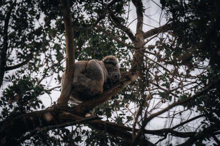 Koala in the wild with gum tree on the Great Ocean Road, Australia. Somewhere near Kennet river. Victoria, Australia.の写真素材