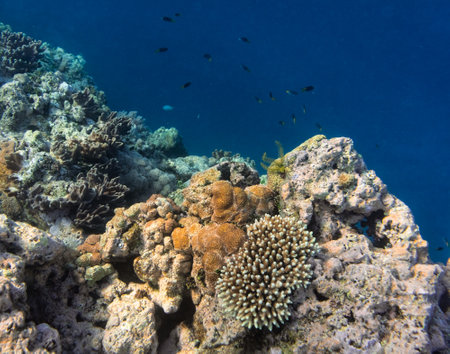 Underwater photograph with variety of fish and colorful coral of great barrier reef, Queensland, Australia. Exological travel concept.の写真素材