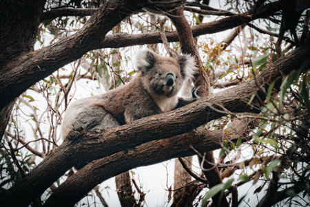 Koala in the wild with gum tree on the Great Ocean Road, Australia. Somewhere near Kennet river. Victoria, Australia.の写真素材