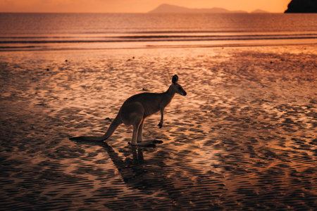 Kangaroo Wallaby at the beach during sunrise in cape hillsborough national park, Mackay. Queensland, Australia.の写真素材