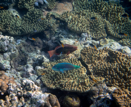 Underwater photograph with variety of fish and colorful coral of great barrier reef, Queensland, Australia. Exological travel concept.の写真素材