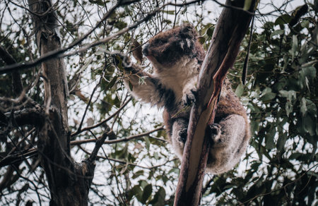 Koala in the wild with gum tree on the Great Ocean Road, Australia. Somewhere near Kennet river. Victoria, Australia.の写真素材