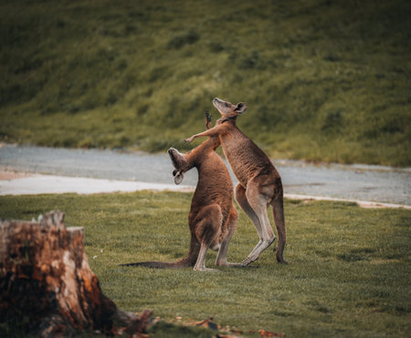 Macropus giganteus - Two Eastern Grey Kangaroos fighting with each other in Australia. Animal cruel duel in the green australian forest. Kickboxing ang boxing two fighters.の写真素材