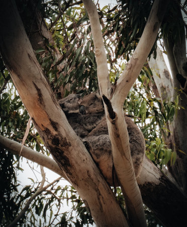 Female victorian koala with joey baby child on her back resting on the smooth bark of a big branch under the leaves of a eucalyptus tree in the Hordern Vale area next to the Great Ocean Road. Victoria-Australia.の写真素材