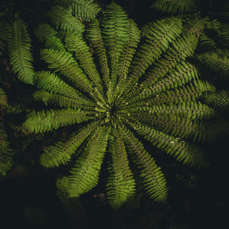 Gigantic leafy green perfect ferns, symmetrical leaves, 1hr drive from Melbourne, Victorias high country, natural forest, drone, top down, lush, Australia, 4kの写真素材