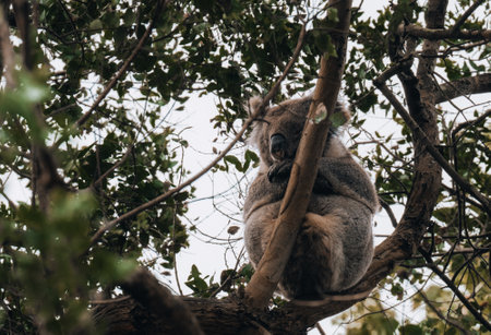 Koala in the wild with gum tree on the Great Ocean Road, Australia. Somewhere near Kennet river. Victoria, Australia.の写真素材