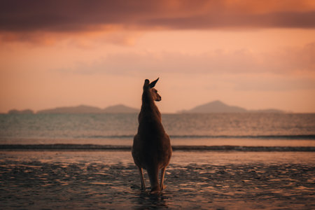Kangaroo Wallaby at the beach during sunrise in cape hillsborough national park, Mackay. Queensland, Australia.の写真素材