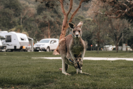 Australian western grey kangaroo with baby joey in pouch, new south wales, australiaの写真素材