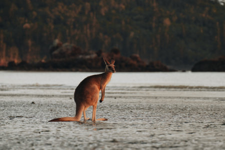 Kangaroo Wallaby at the beach during sunrise in cape hillsborough national park, Mackay. Queensland, Australia.の写真素材