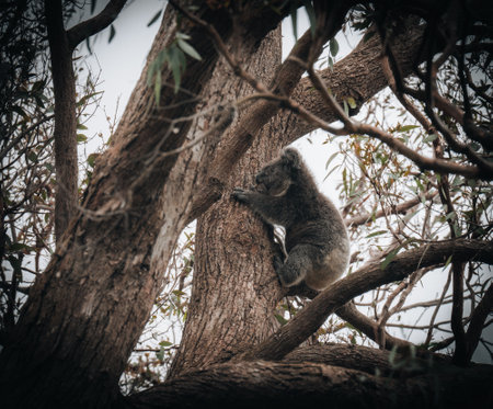 Koala in the wild with gum tree on the Great Ocean Road, Australia. Somewhere near Kennet river. Victoria, Australia.の写真素材
