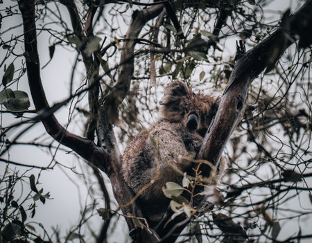 Koala in the wild with gum tree on the Great Ocean Road, Australia. Somewhere near Kennet river. Victoria, Australia.の写真素材
