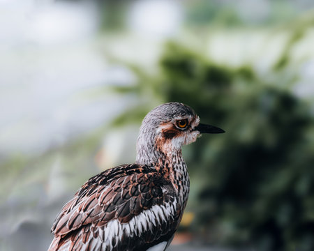 Bush Stone-Curlew or Bush Thick-knee, also known as the Iben Bird Burhinus grallius with blurry background, portrait.の写真素材