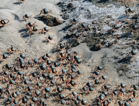 Wild Soldier crabs running away from perceived danger with four at the rear, Whitehaven Beach, Whitsunday Islands, Australia.の写真素材