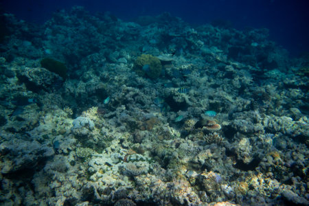 Beautiful tropical coral reef with shoal or red coral fish Anthias. Wonderful underwater world with corals, tropical fishの写真素材