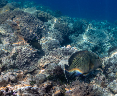 Beautiful tropical coral reef with shoal or red coral fish Anthias. Wonderful underwater world with corals, tropical fishの写真素材