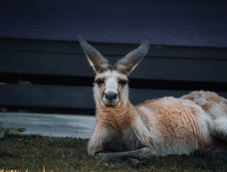 Eastern Gray Kangaroo Macropus giganteus , meadow, standing, Victoria, Australia, Oceania.の写真素材