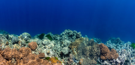 Beautiful tropical coral reef with shoal or red coral fish Anthias. Wonderful underwater world with corals, tropical fishの写真素材