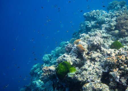 Beautiful tropical coral reef with shoal or red coral fish Anthias. Wonderful underwater world with corals, tropical fishの写真素材