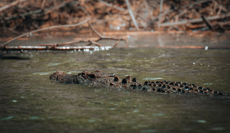 Crocodile emerging from water at Daintree River, Daintree Rainforest near Cairns, Queensland, Australiaの写真素材
