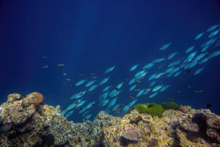 Vibrant coral reef with hundreds of glass fish at the SS Yongala ship wreck, Great Barrier Reef, Australiaの写真素材
