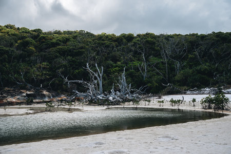 White driftwood tree on amazing Whitehaven Beach with white sand in the Whitsunday Islands, north Queensland, Australiaの写真素材