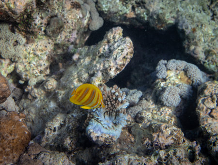 Underwater shot of Copperband butterflyfish Chelmon rostratus in Great Barrier Reef, Australia, Queensland.の写真素材