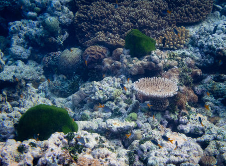 Beautiful tropical coral reef with shoal or red coral fish Anthias. Wonderful underwater world with corals, tropical fishの写真素材
