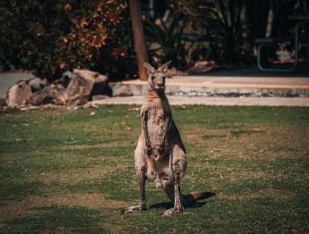 Eastern Gray Kangaroo Macropus giganteus , meadow, standing, Victoria, Australia, Oceania.の写真素材