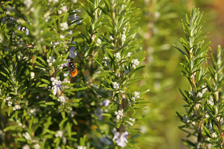 Mason bee on rosemary flower in springtimeの写真素材