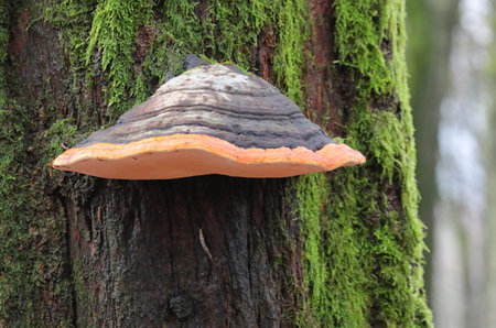 red-belted conk on a tree in the forest