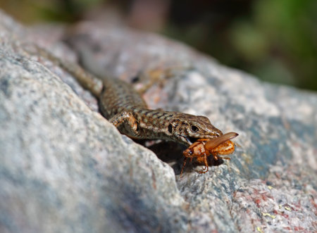 Tyrrhenian wall lizard eating a bug on Corsica, Franceの写真素材