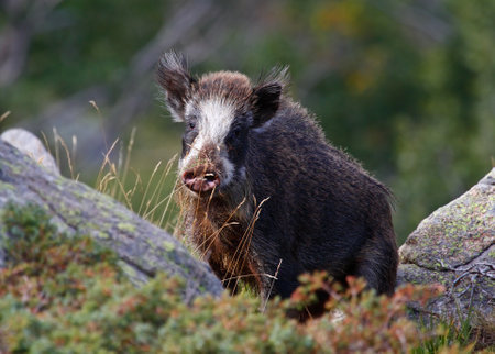wild boar in the woods on Corsica, Franceの写真素材