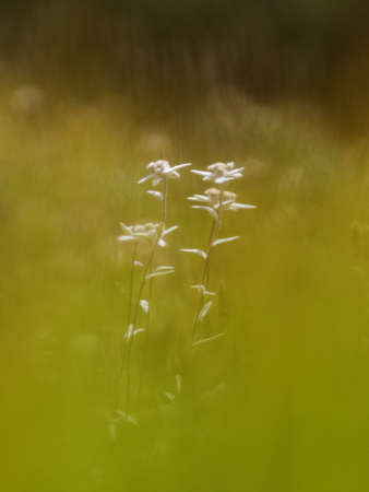 Very rare edelweiss mountain flower. Isolated rare and protected wild flower edelweiss flower - Leontopodium alpinum - growing in natural environment high up in the mountainsの写真素材