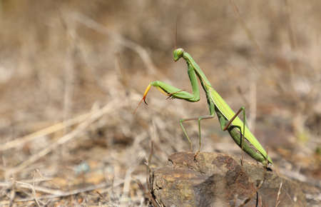 green mantis on a brown stone on Elba island, Tuscany, Italyの写真素材