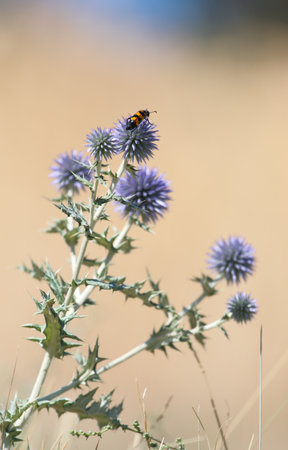 Red and black beetle crawling on Meloidae prickly inflorescence Echinops in the blurry background