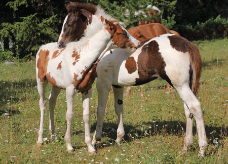 Two skewbald foals are playing together and are grooming together, social interaction between cute young horsesの写真素材