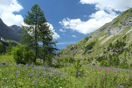 Sea Holly - Eryngium - flowers in a french alpine valley, landscape