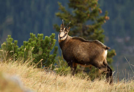 Chamois - Rupicapra rupicapra - in the mugo pine woodlandの写真素材