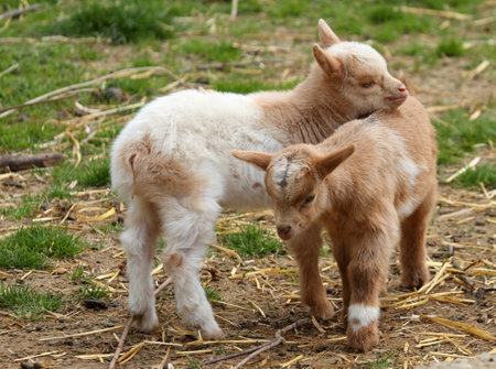 Two cute baby goats on a farm are outside snuggling with each otherの写真素材