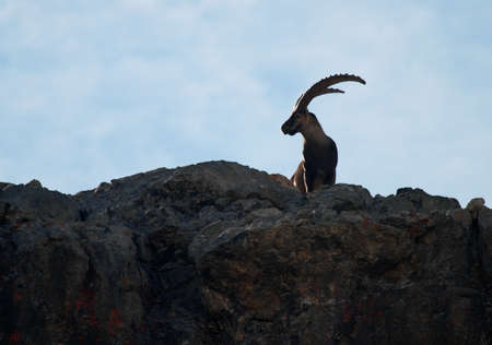 Silhouette of a majestic male Ibex in the french alps