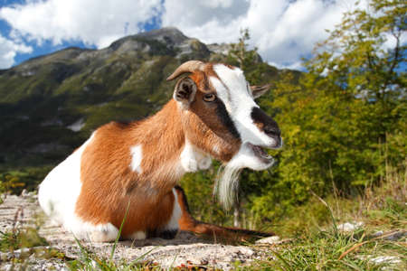 Young goat lying relaxed in the mountains of Triglav National Park, Sloveniaの写真素材