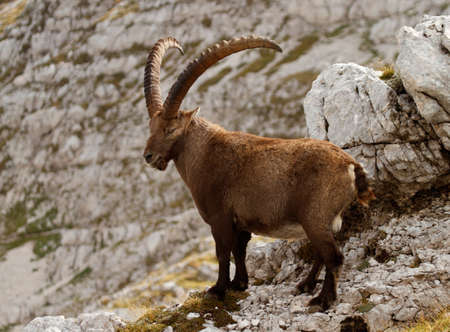 King of the mountains - Alpine Ibex - Capra Ibex. Julian Alps, Triglav National Park, Slovenia,...