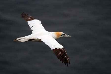 Gannet flying above the sea in Scotland, UKの写真素材