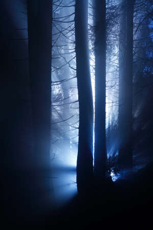 Magic forest with blue rays of light