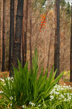 African Flag, also known as Chasmanthe floribunda blooming after bush fire on Madeira island, Portugalの写真素材